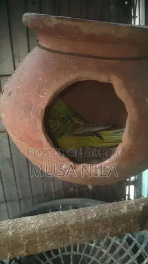 বারজিগার পাখি,