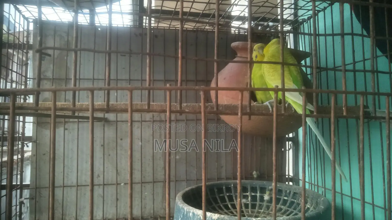 বারজিগার পাখি,