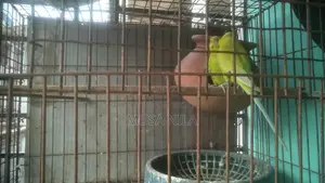 বারজিগার পাখি,