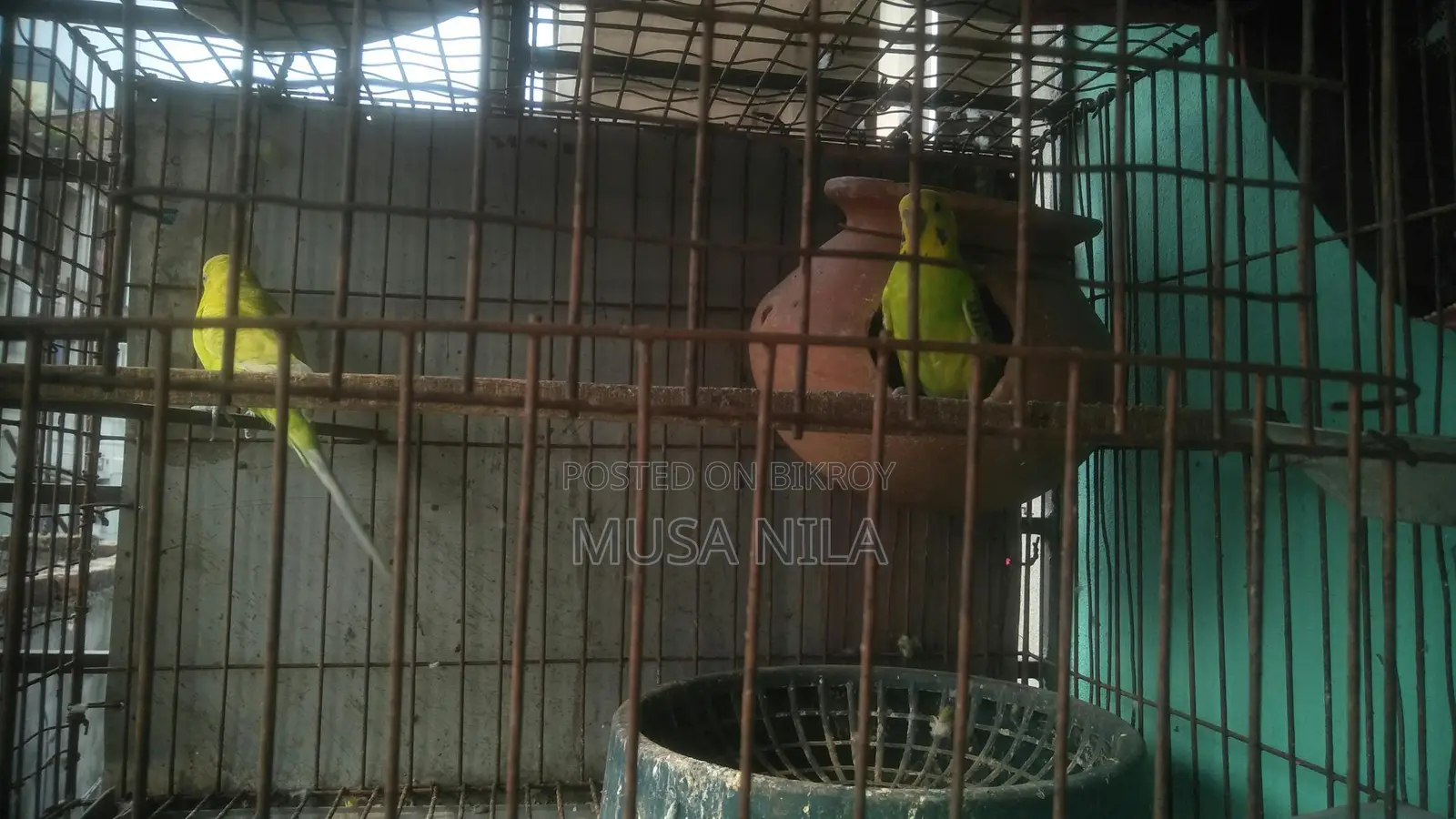 বারজিগার পাখি,