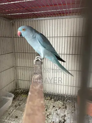 Blue Ringneck Female