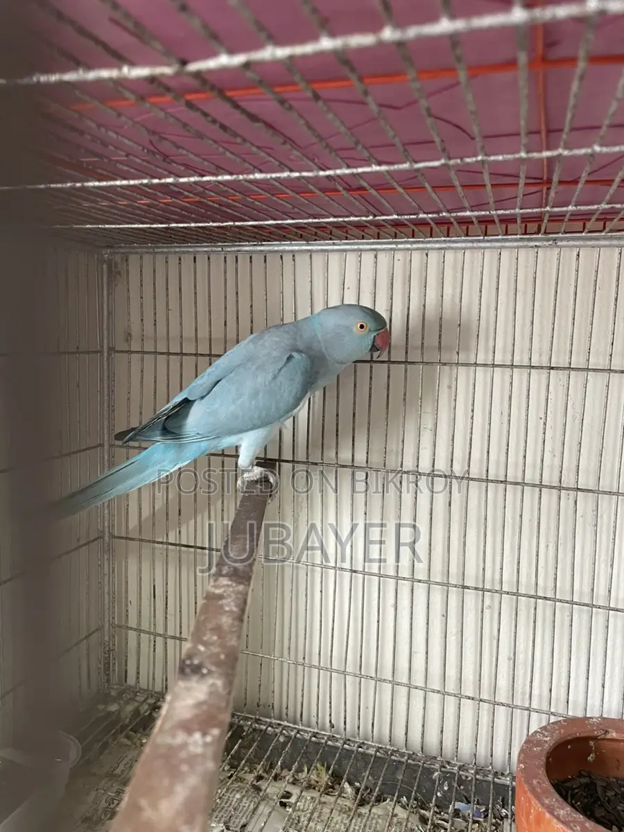 Blue Ringneck Female