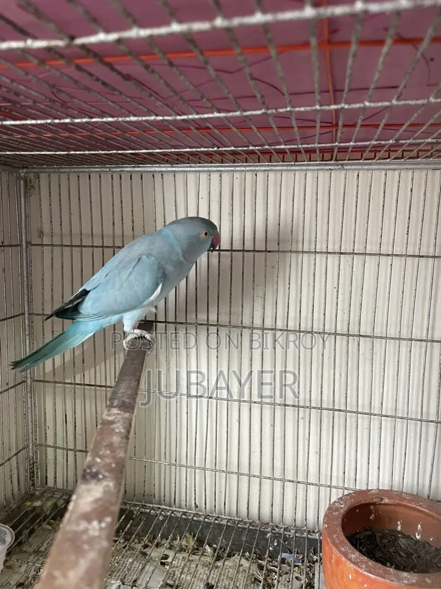 Blue Ringneck Female