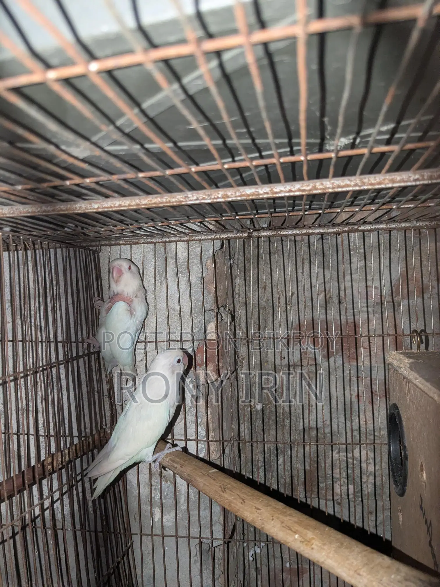 Albino Fisher Red Eye Love Bird