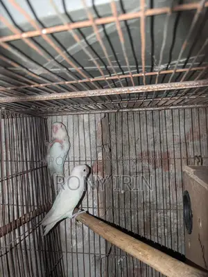 Albino Fisher Red Eye Love Bird
