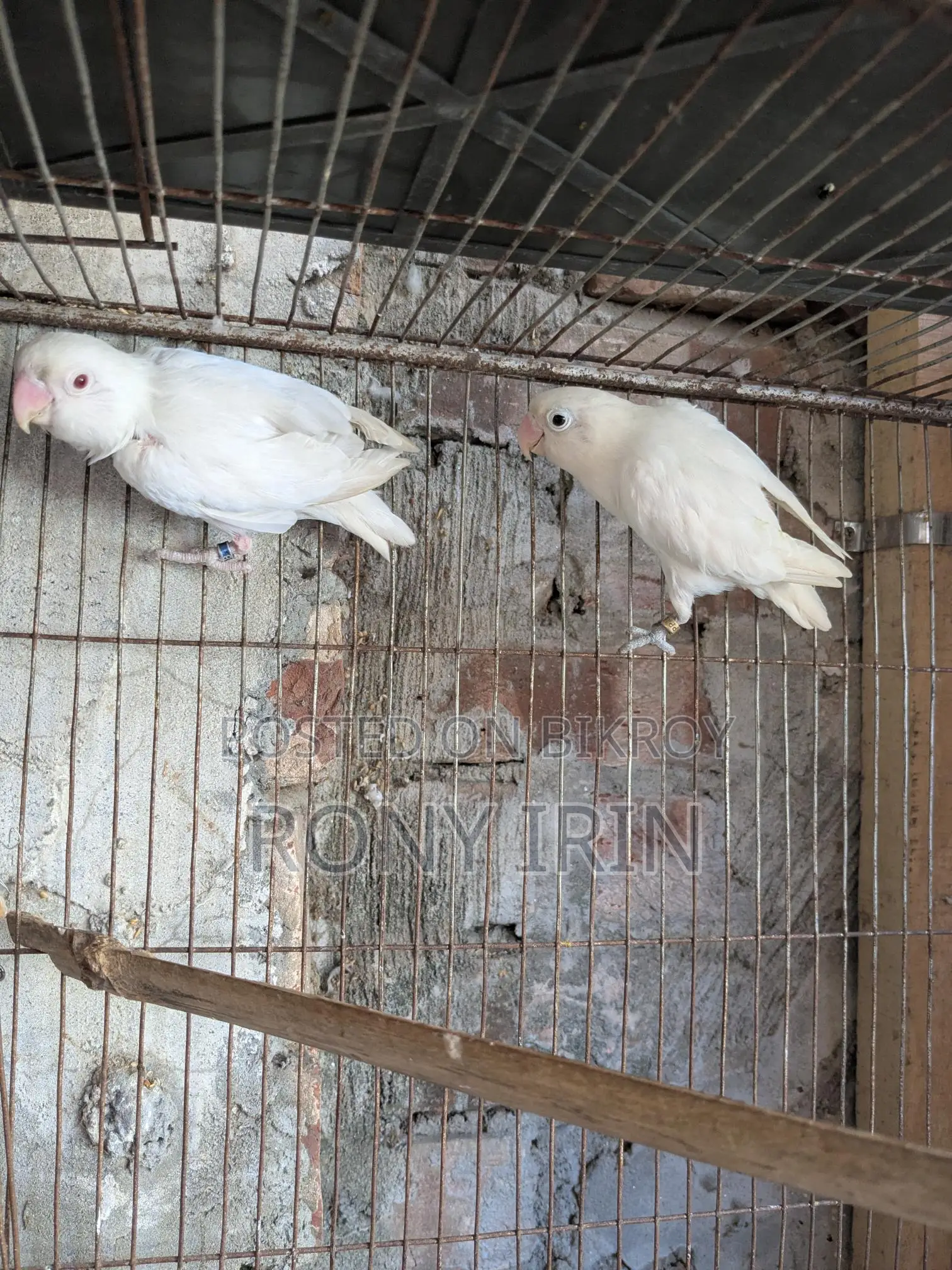 Albino Fisher Red Eye Love Bird