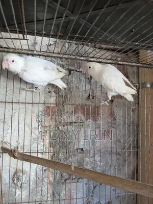 Albino Fisher Red Eye Love Bird