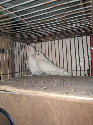 Albino Fisher Red Eye Love Bird
