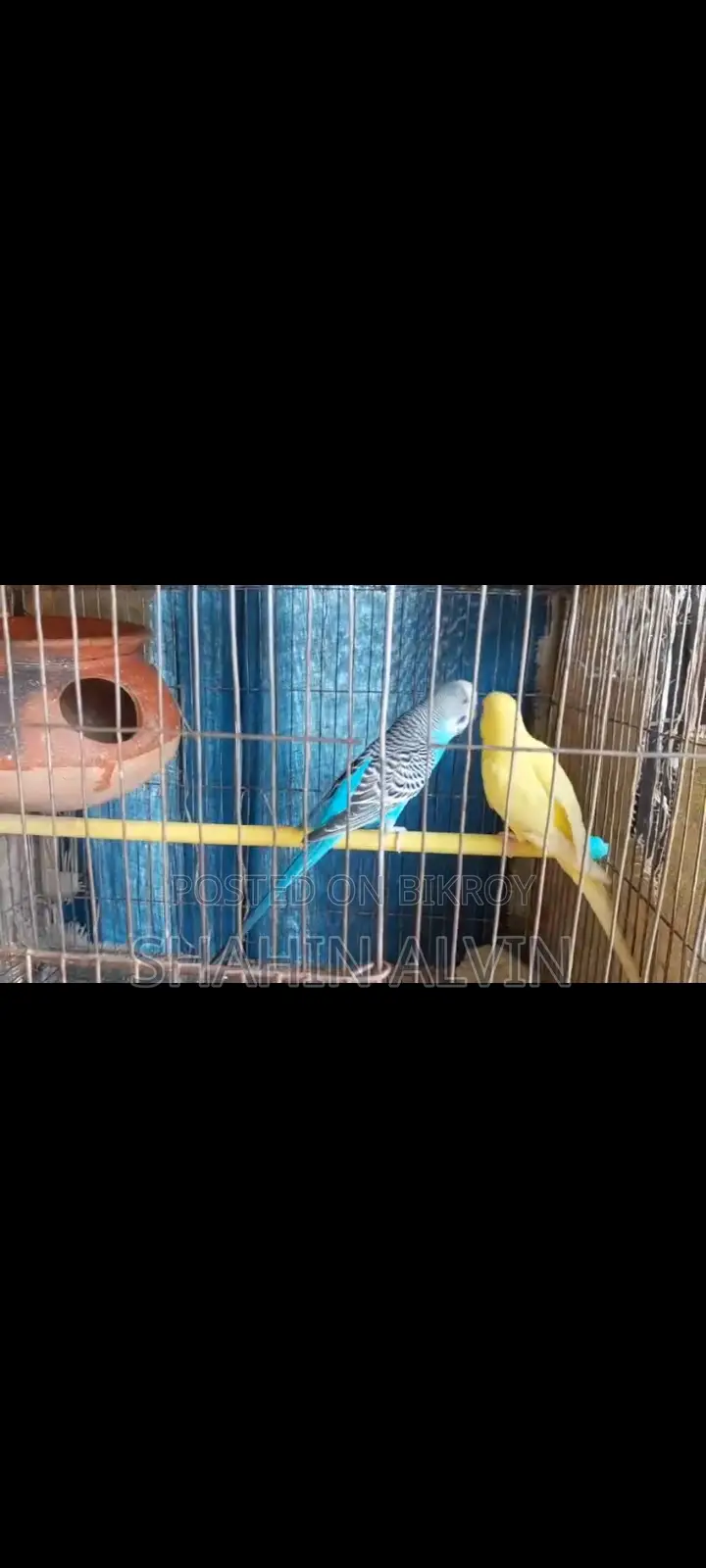 Breeding Budgies