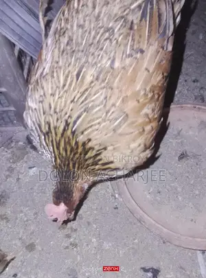 Chickens for sale