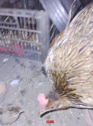 Chickens for sale