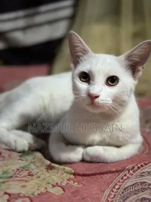 Pregnant Cat for Sale