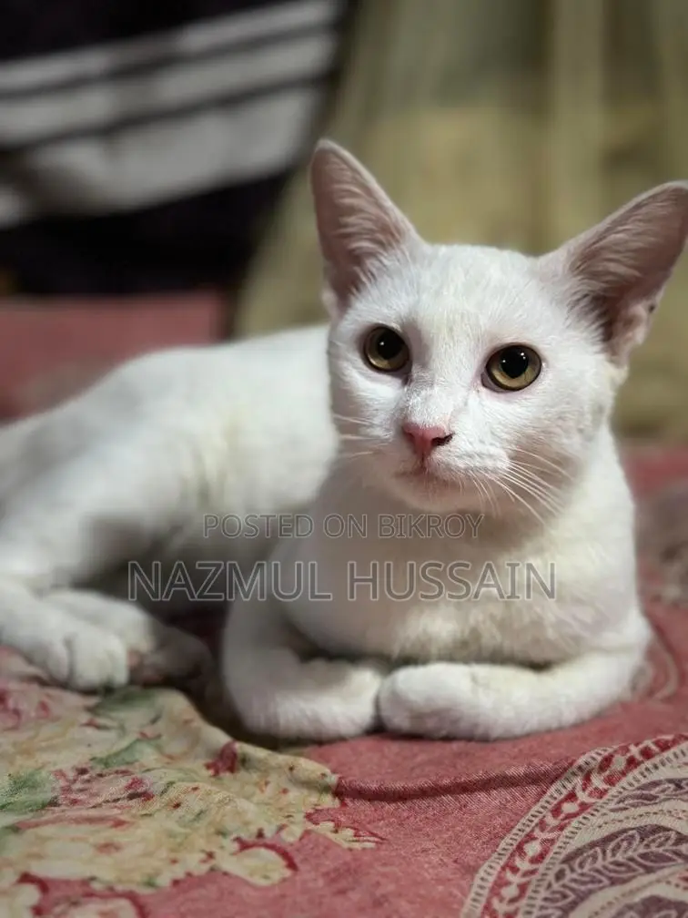 Pregnant Cat for Sale