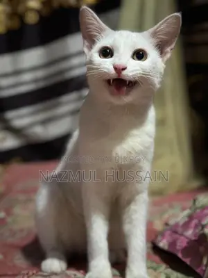Pregnant Cat for Sale