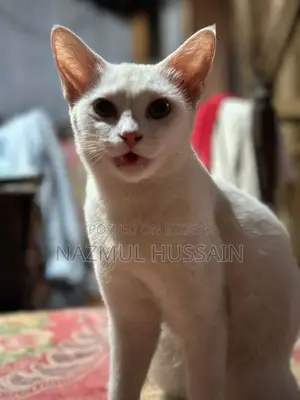 Pregnant Cat for Sale