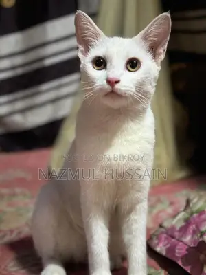 Pregnant Cat for Sale