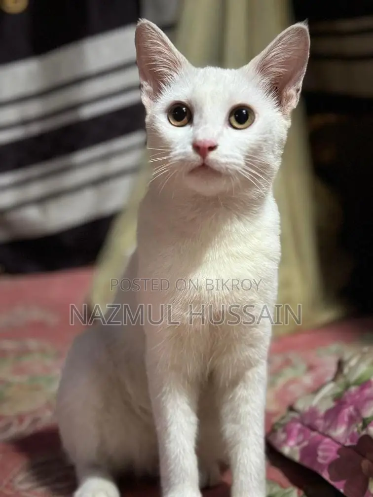 Pregnant Cat for Sale
