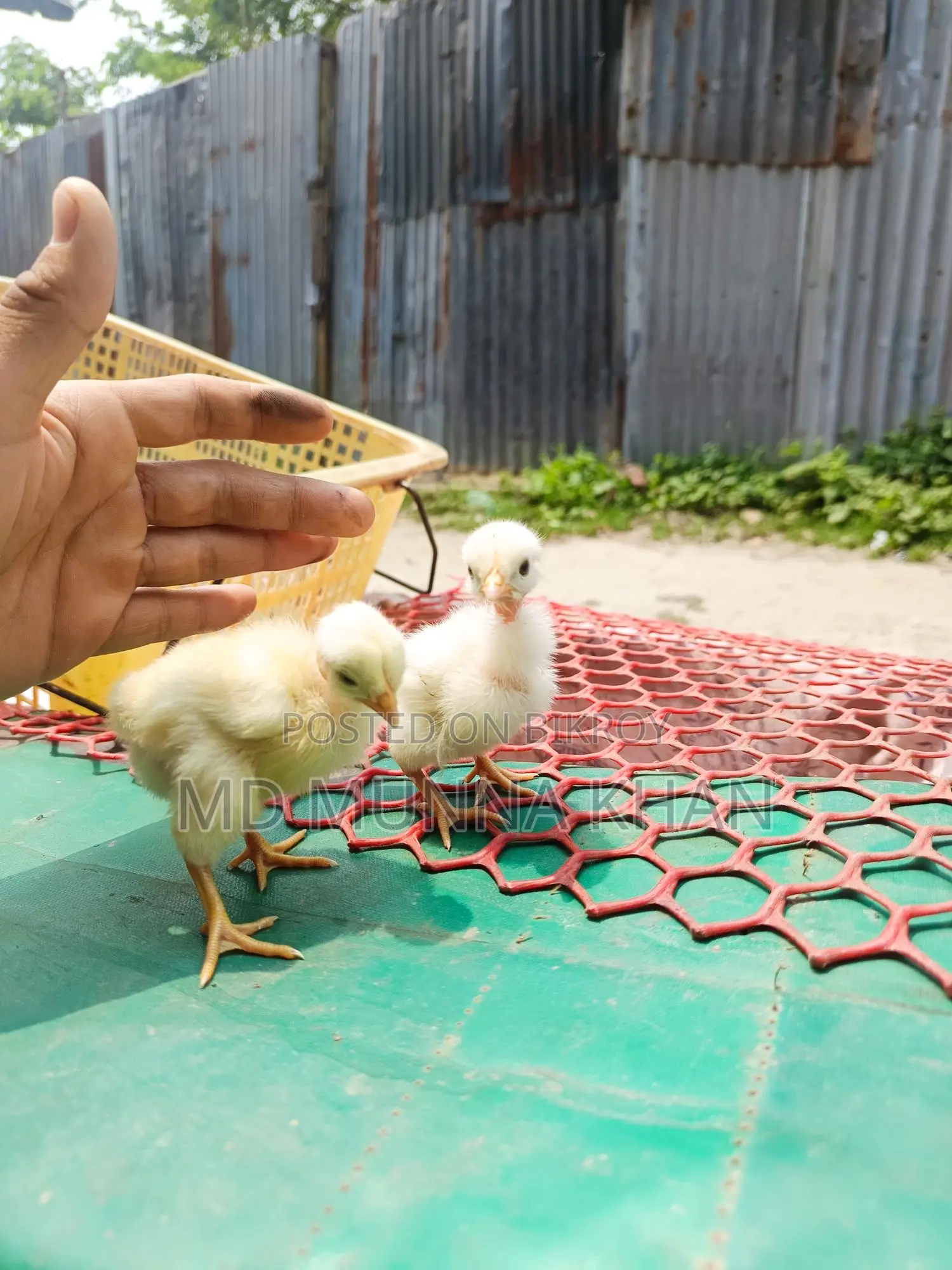 দেশি মুরগীর বাচ্চা