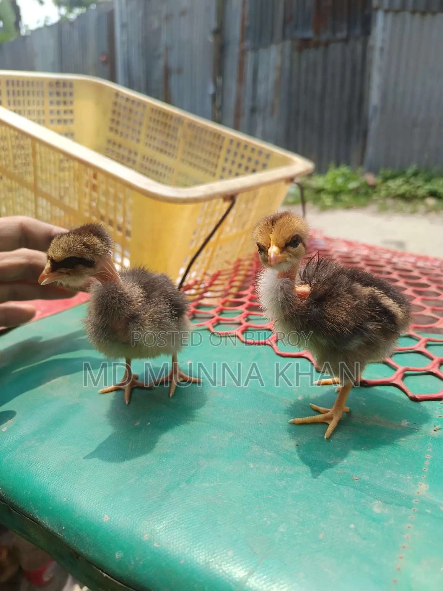 দেশি মুরগীর বাচ্চা