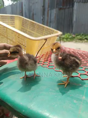 দেশি মুরগীর বাচ্চা