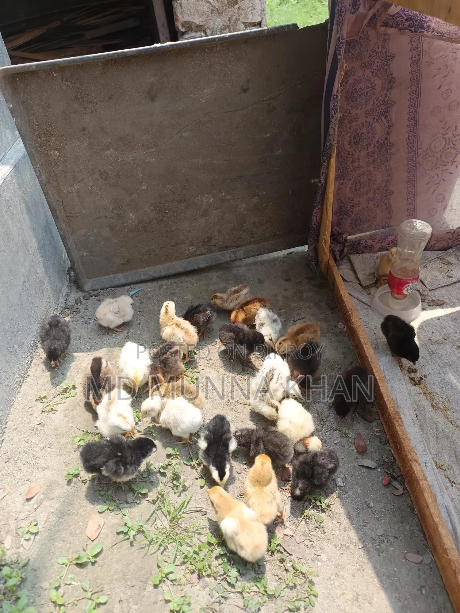 দেশি মুরগীর বাচ্চা