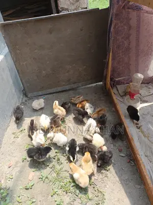 দেশি মুরগীর বাচ্চা