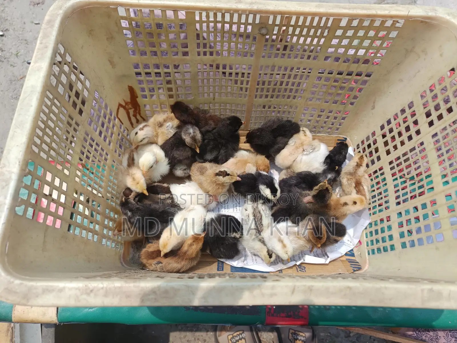 দেশি মুরগীর বাচ্চা