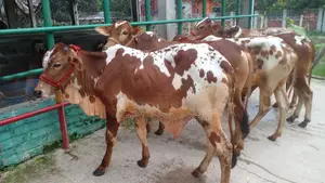 ১১০৩ উন্নত জাতের ৫টি এড়ে ষাঁড় বাছুর কিনুন।