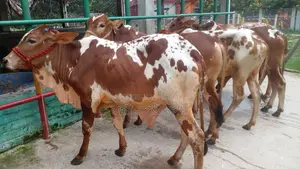 Buy 5 high-quality bull calves (1103 breed).