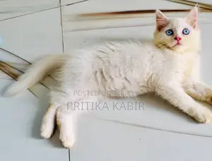 পার্সিয়ান বিড়াল