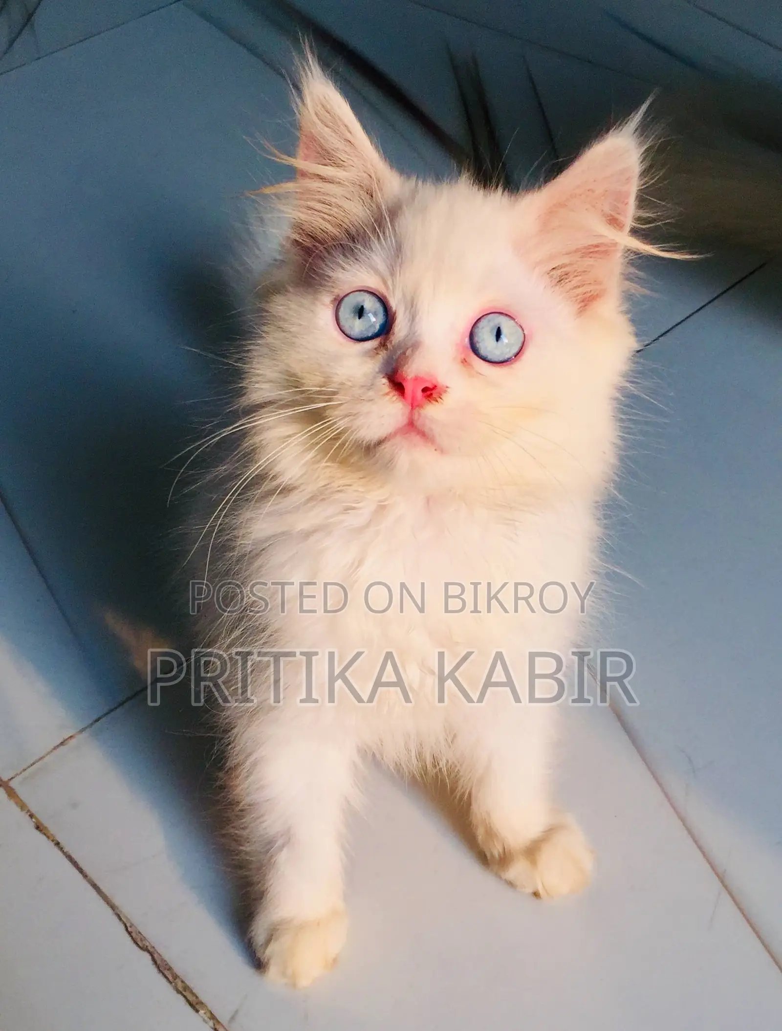 Persian Cat