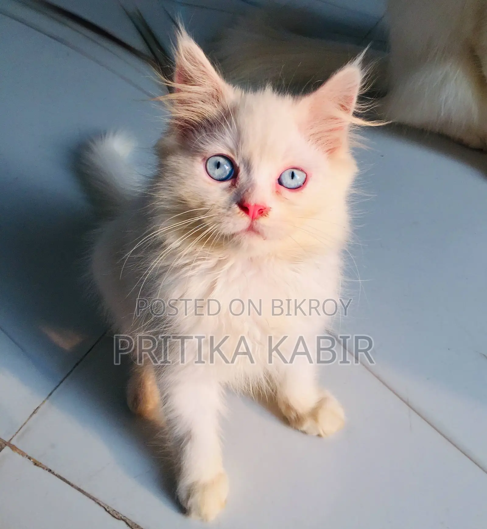 Persian Cat