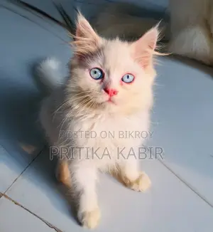 Persian Cat