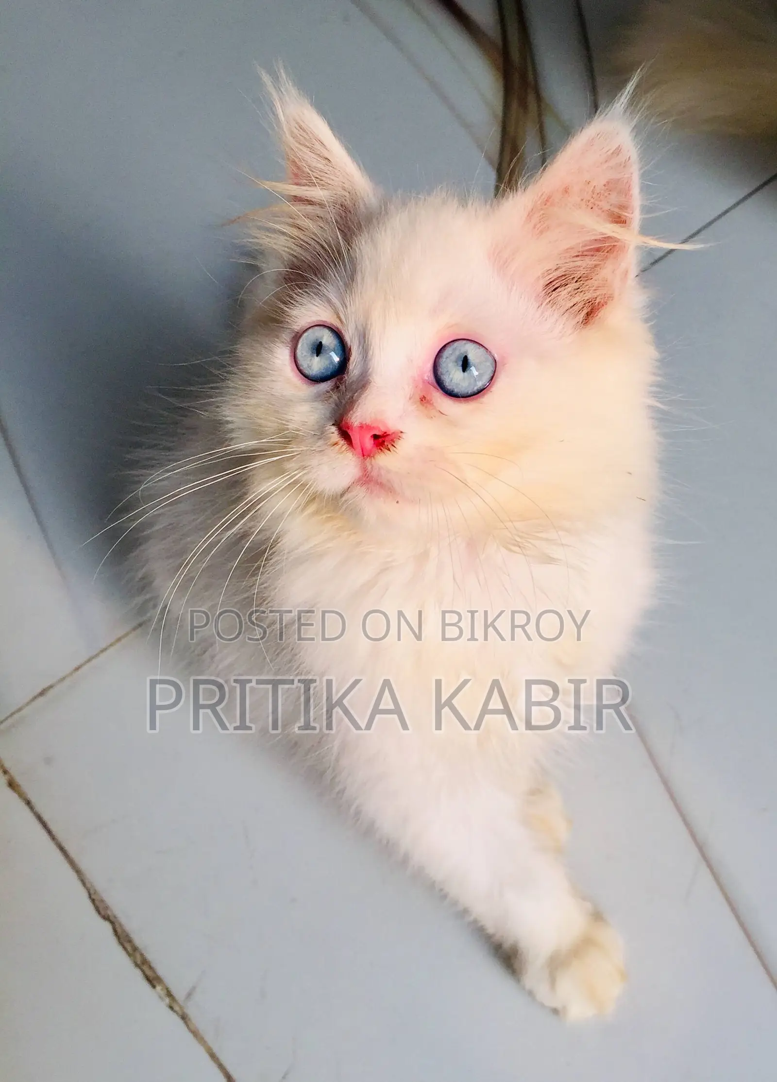 Persian Cat
