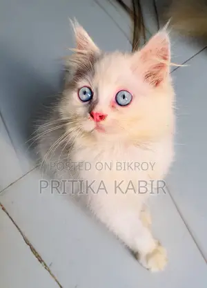 Persian Cat