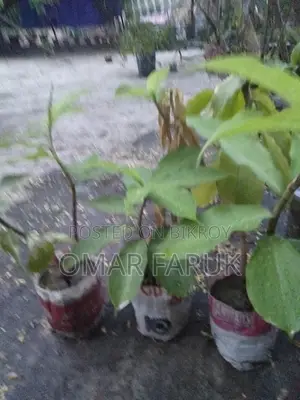 ইন্সুলেন্ট প্লান্ট পাতা খেলে ডায়াবেটিস কমে