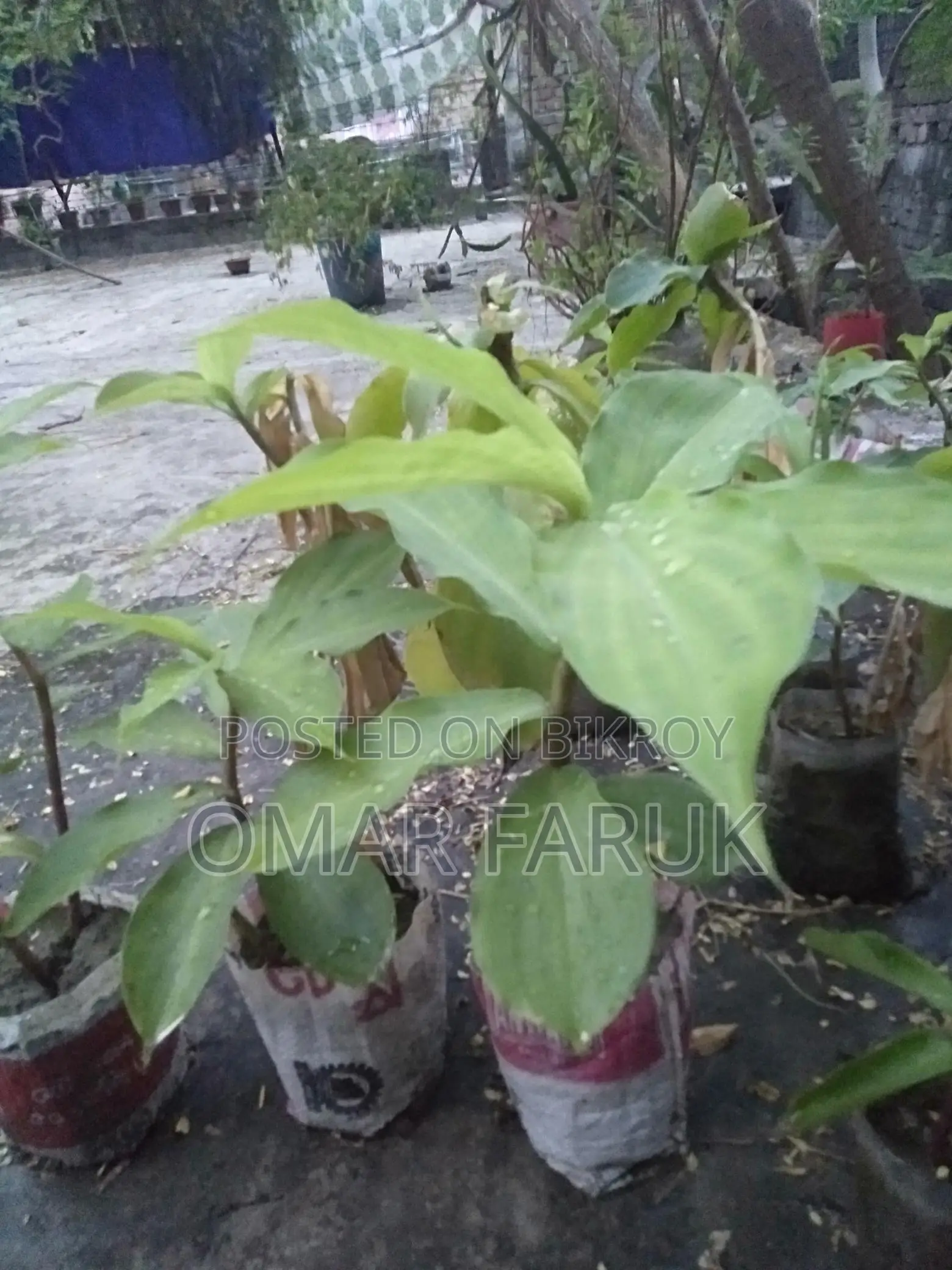 Eating Insulin Plant leaves reduces diabetes