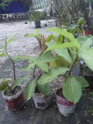 Eating Insulin Plant leaves reduces diabetes