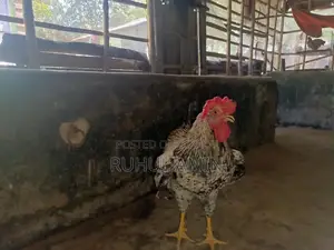 ব্রাহামা মুরগি+টাইগার মোরগ ক্রস