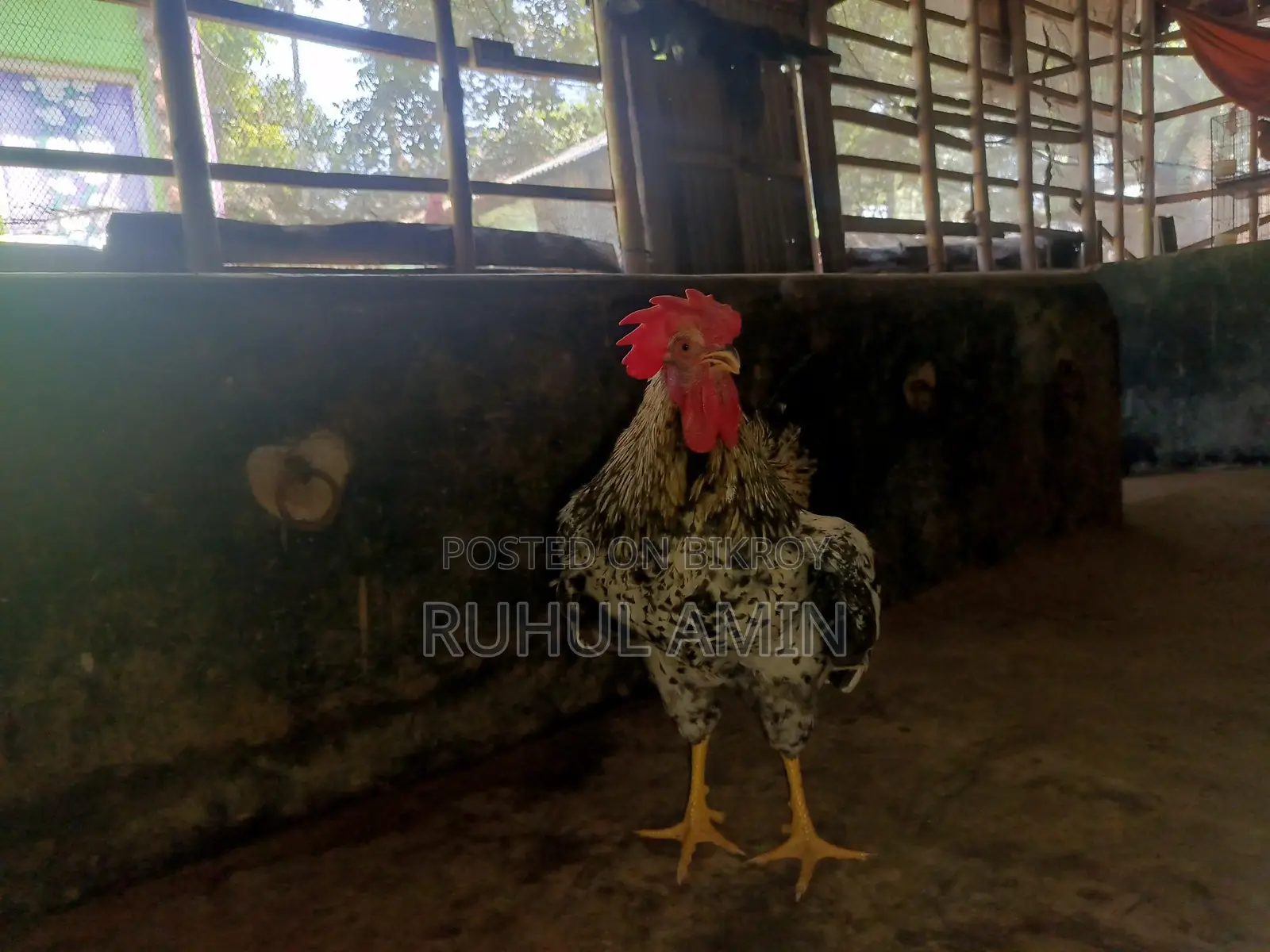 ব্রাহামা মুরগি+টাইগার মোরগ ক্রস
