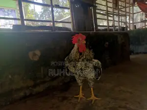 ব্রাহামা মুরগি+টাইগার মোরগ ক্রস