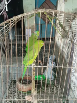 Indian Ringneck Parakeet