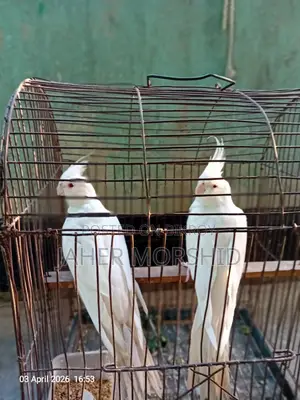 Albino Red Eye Cockatiel pair for sale.