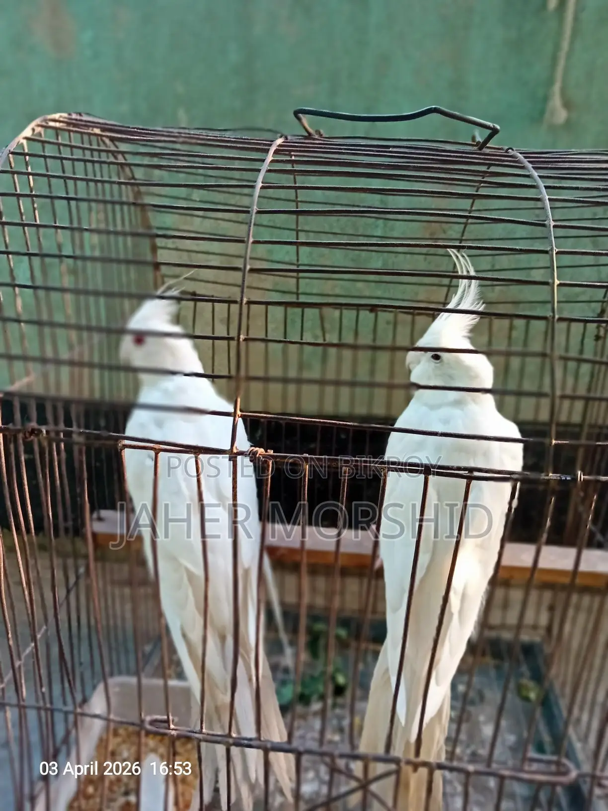 Albino Red Eye Cockatiel pair for sale.
