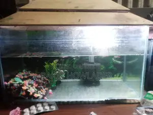 2 Aquariums