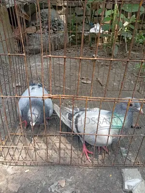 Resar Kobutor