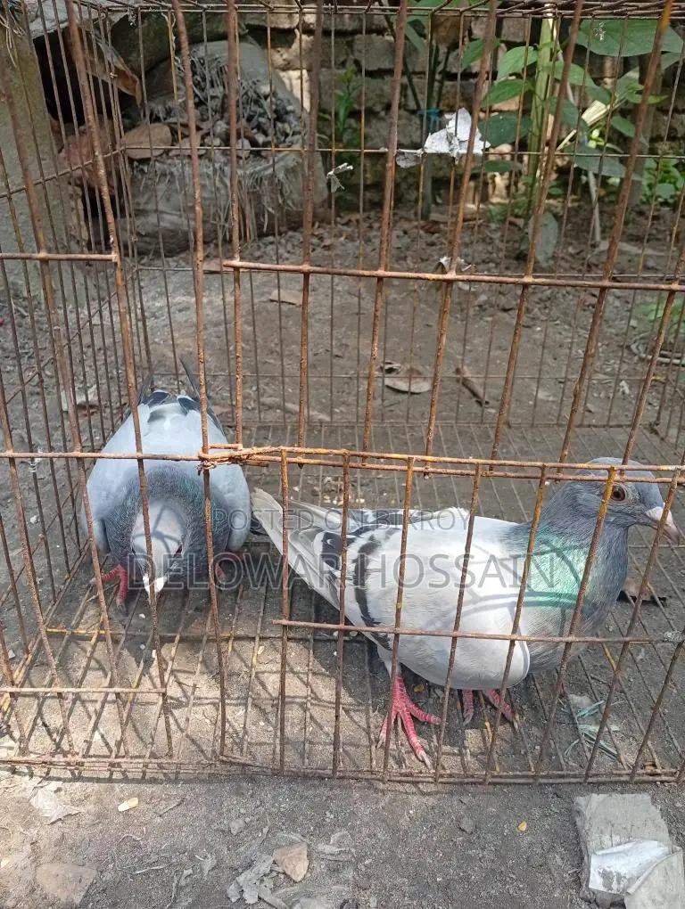 Resar Kobutor