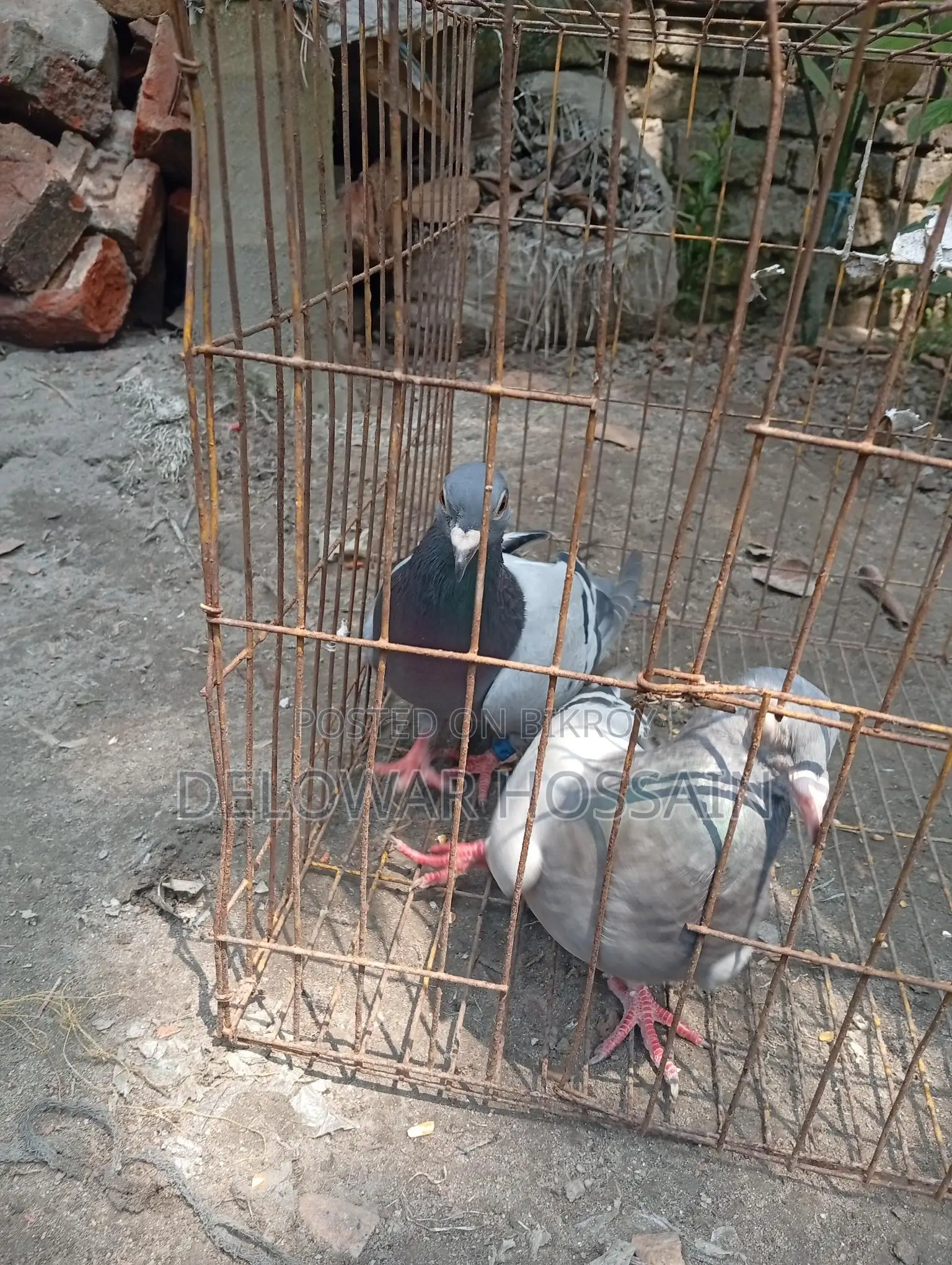 Resar Kobutor