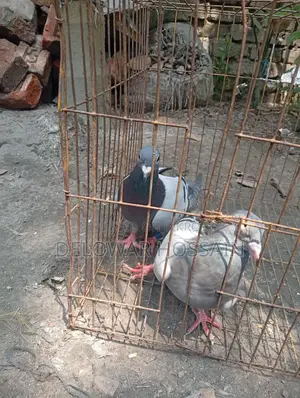 Resar Kobutor