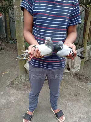 Resar Kobutor
